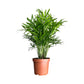 Chamaedorea 12cm Elegans - Green Plant The Horti House