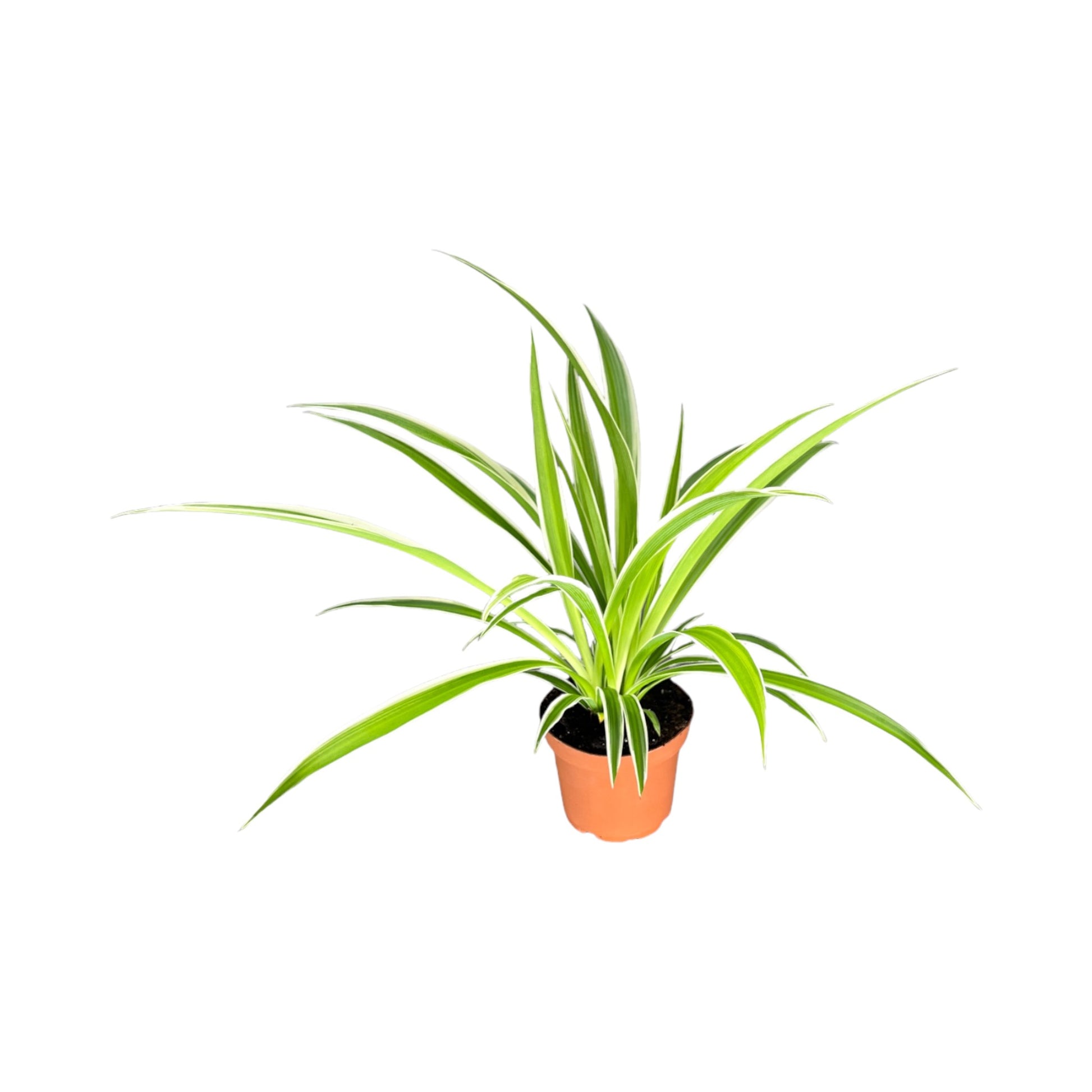 Chlorophytum 12cm - Green Plant The Horti House