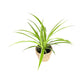 Chlorophytum 12cm in Basket - Green Plant The Horti House