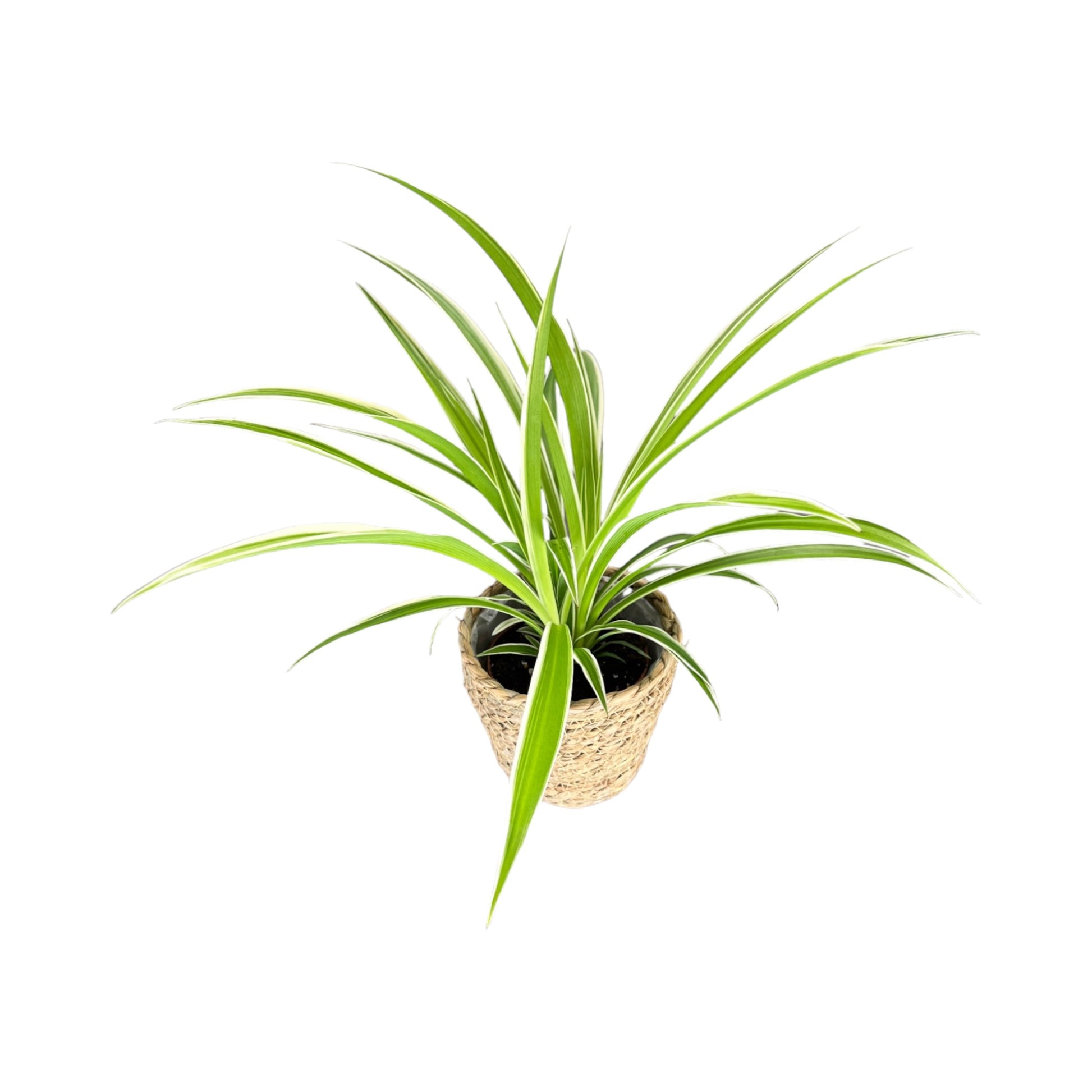 Chlorophytum 12cm in Basket - Green Plant The Horti House