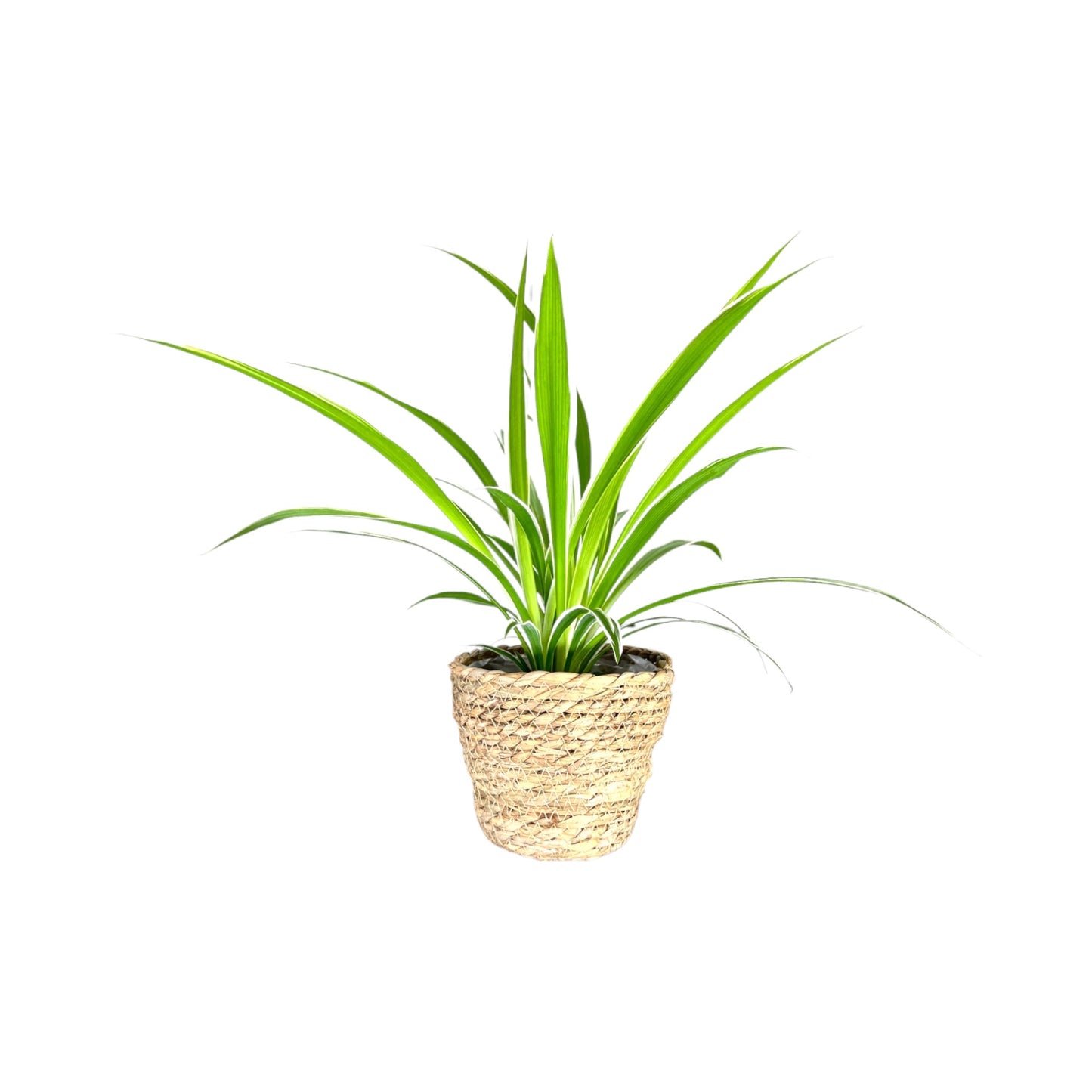 Chlorophytum 12cm in Basket - Green Plant The Horti House