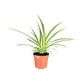 Chlorophytum 12cm - Green Plant The Horti House