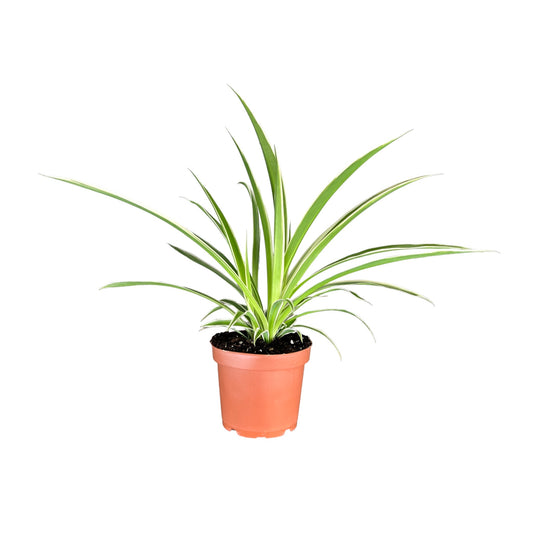 Chlorophytum 12cm - Green Plant The Horti House