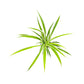 Chlorophytum 12cm - Green Plant The Horti House