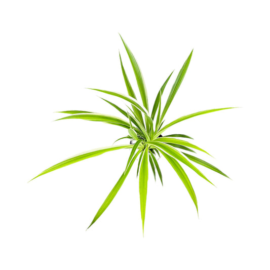 Chlorophytum 12cm in Basket - Green Plant The Horti House