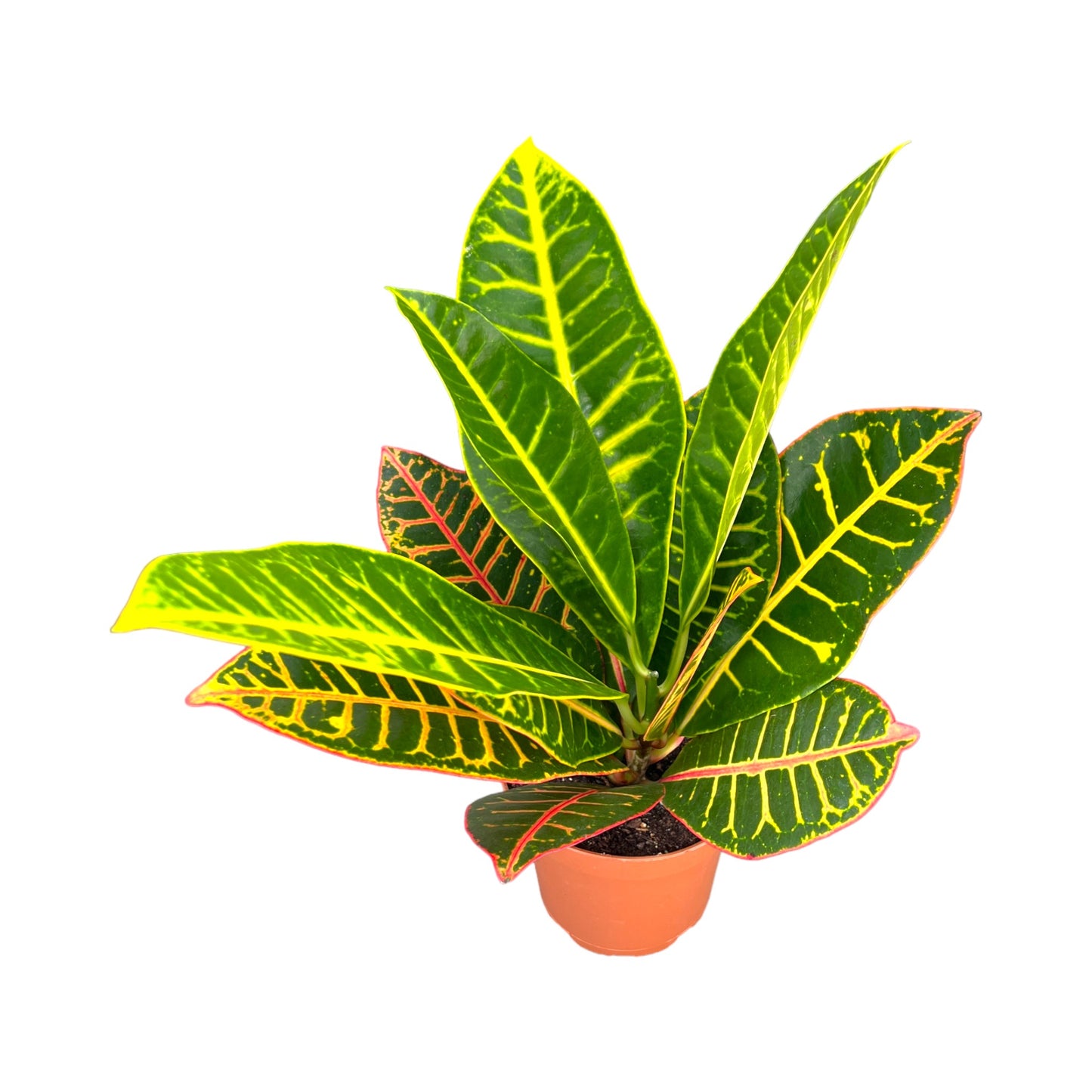 Codiaeum 12cm - Green Plant The Horti House