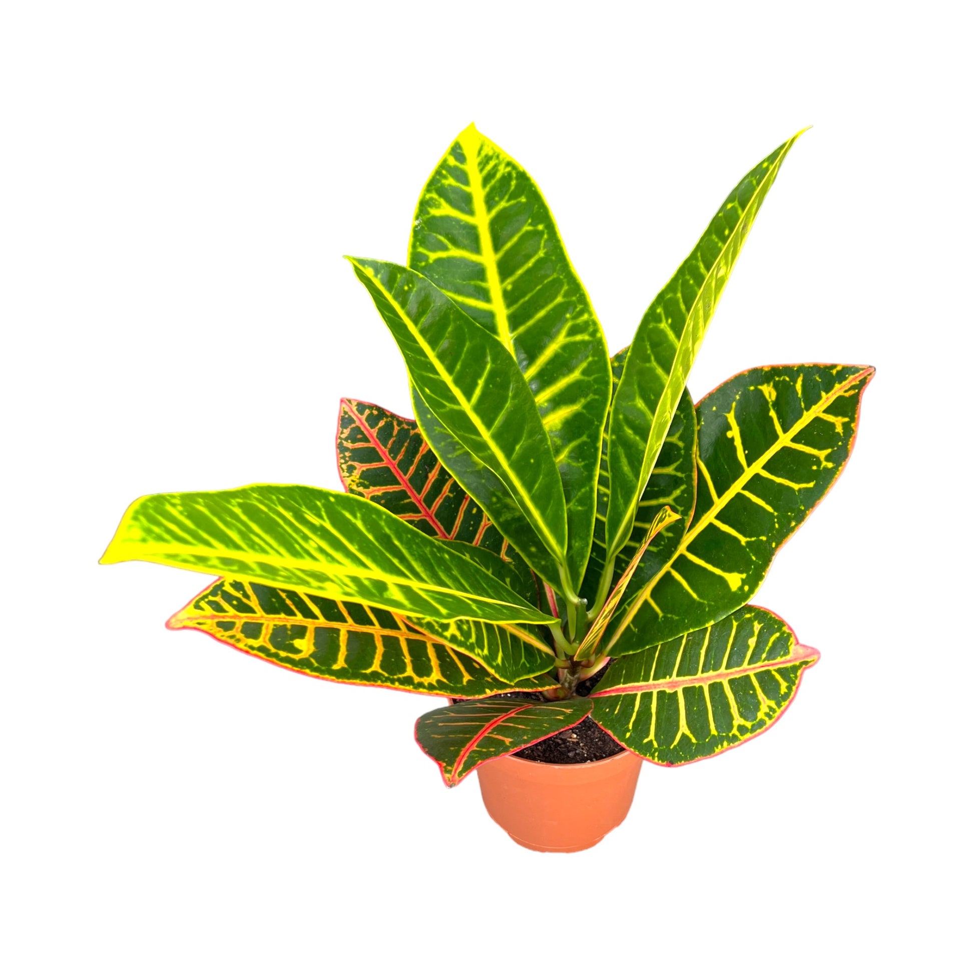 Codiaeum 12cm - Green Plant The Horti House