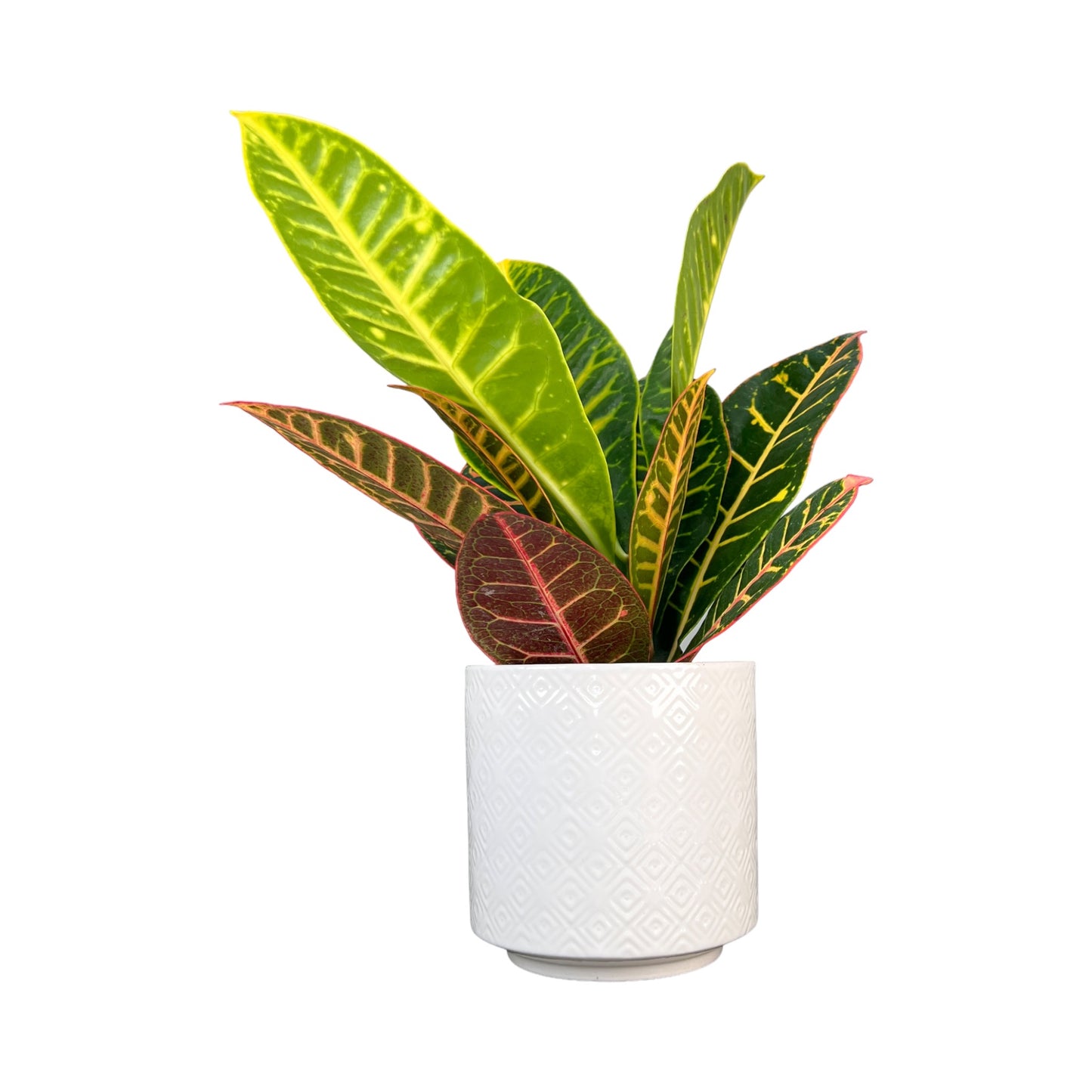 Codiaeum 12cm in white Ribbed Ceramic - Green Plant The Horti House