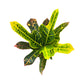 Codiaeum 12cm - Green Plant The Horti House