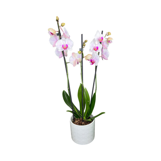 Triple Stem 12cm Orchid AGM Denver- in ceramic