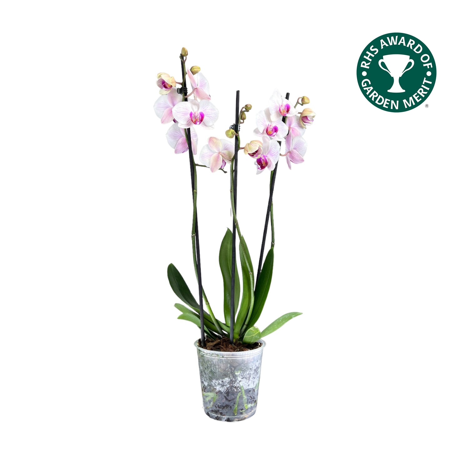 Orchids Only