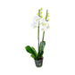 Phalaenopsis 12cm Twin Stem White
