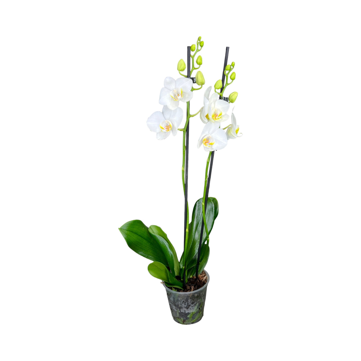 Phalaenopsis 12cm Twin Stem White
