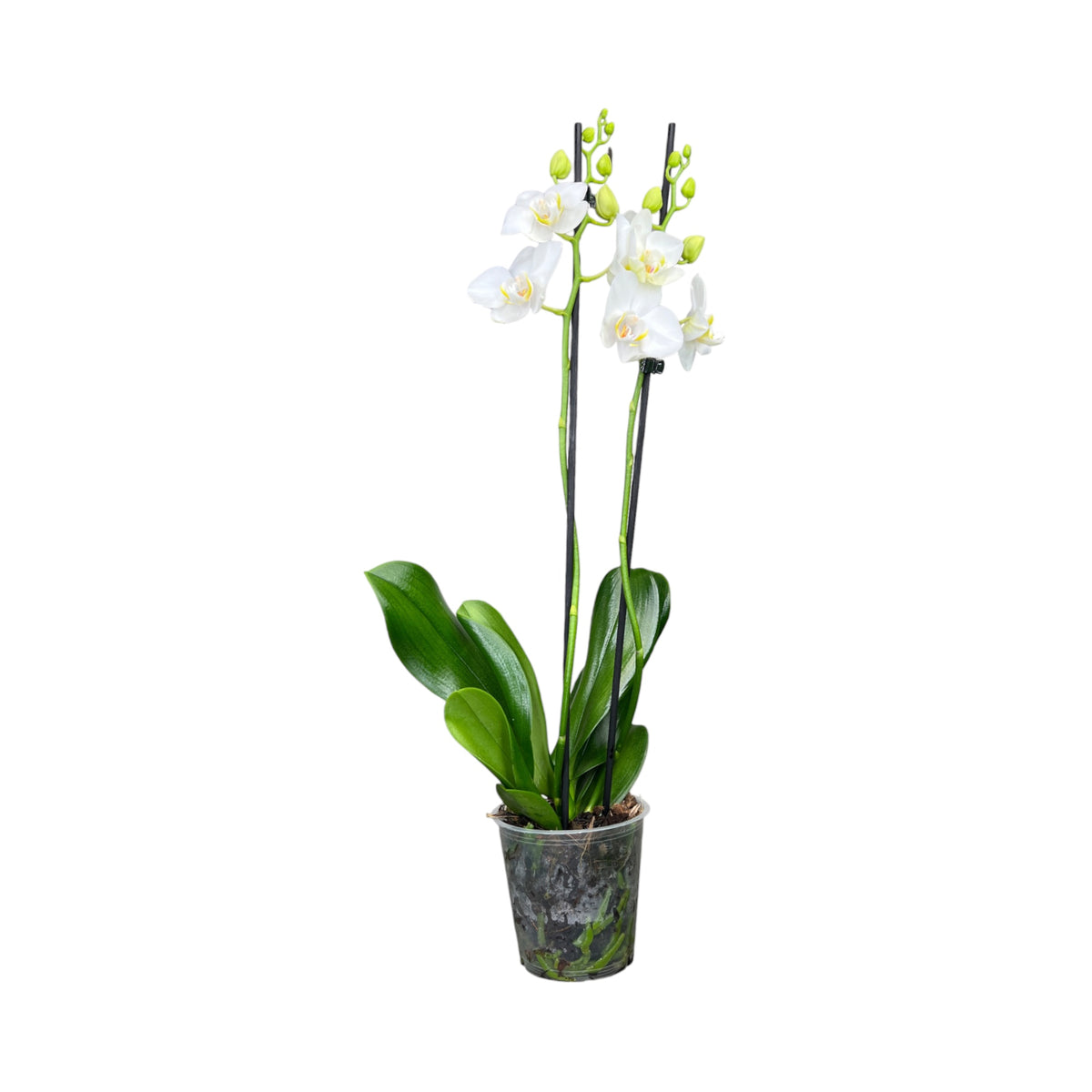 Phalaenopsis 12cm Twin Stem White