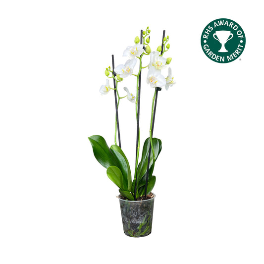 Triple Stem 12cm Orchid AGM Dover - Orchid The Horti House