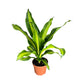 Dracaena 12cm Burley - Green Plant The Horti House