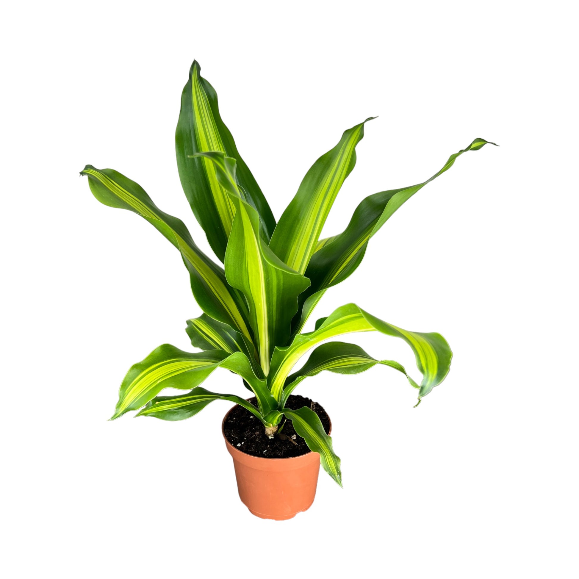 Dracaena 12cm Burley - Green Plant The Horti House