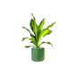 Dracaena 12cm Burley in Cambridge Ceramic
