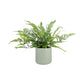 Fern 12cm Mix in Cambridge Ceramic