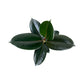Ficus Elastica 12cm Mix in Basket - Green Plant The Horti House