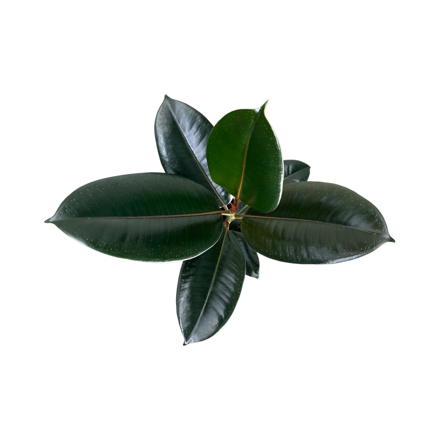 Ficus Elastica 12cm Mix in White Ceramic - Green Plant The Horti House