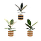 Ficus Elastica 12cm Mix in Basket - Green Plant The Horti House