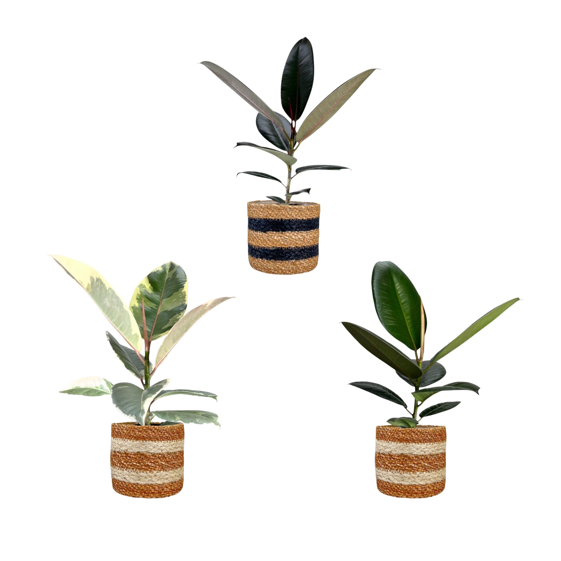 Ficus Elastica 12cm Mix in Basket - Green Plant The Horti House