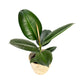 Ficus Elastica 12cm Robusta in Basket - Green Plant The Horti House
