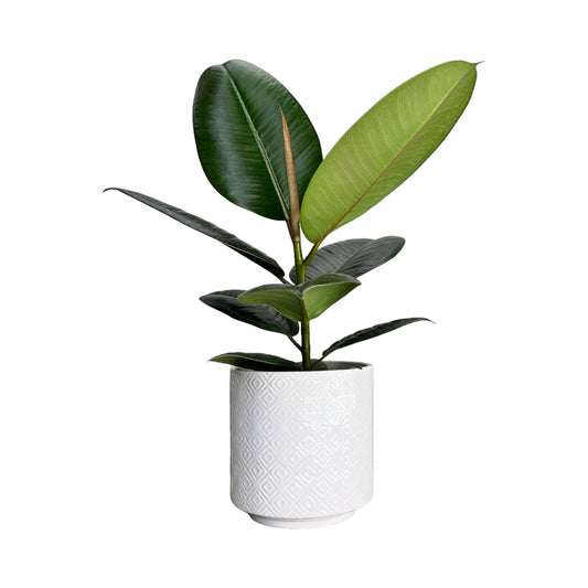 Ficus Elastica 12cm Mix in White Ceramic - Green Plant The Horti House
