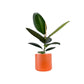 Ficus Elastica 12cm Mix in Cambridge Ceramic