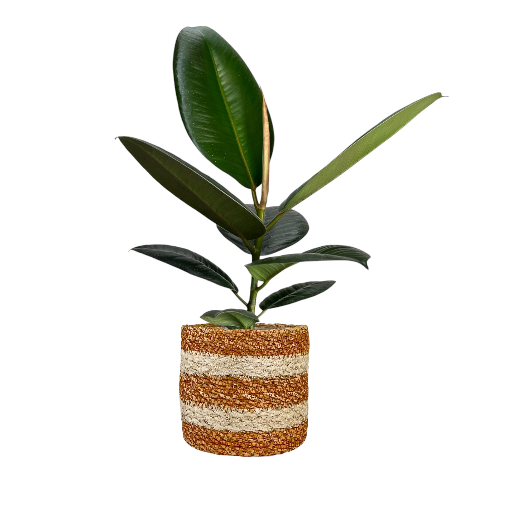 Ficus Elastica 12cm Mix in Basket - Green Plant The Horti House