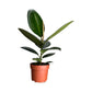 Ficus 12cm Elastica Robusta - Green Plant The Horti House