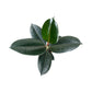 Ficus Elastica 12cm Mix - Green Plant The Horti House