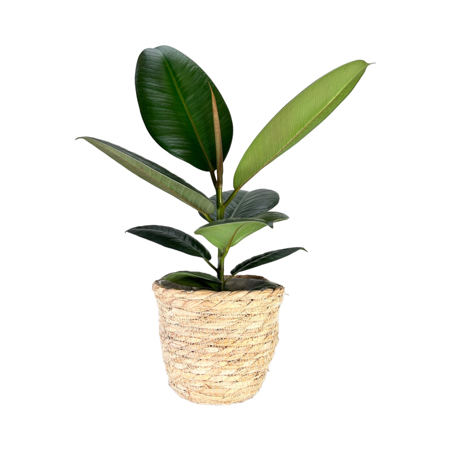 Ficus Elastica 12cm Robusta in Basket - Green Plant The Horti House