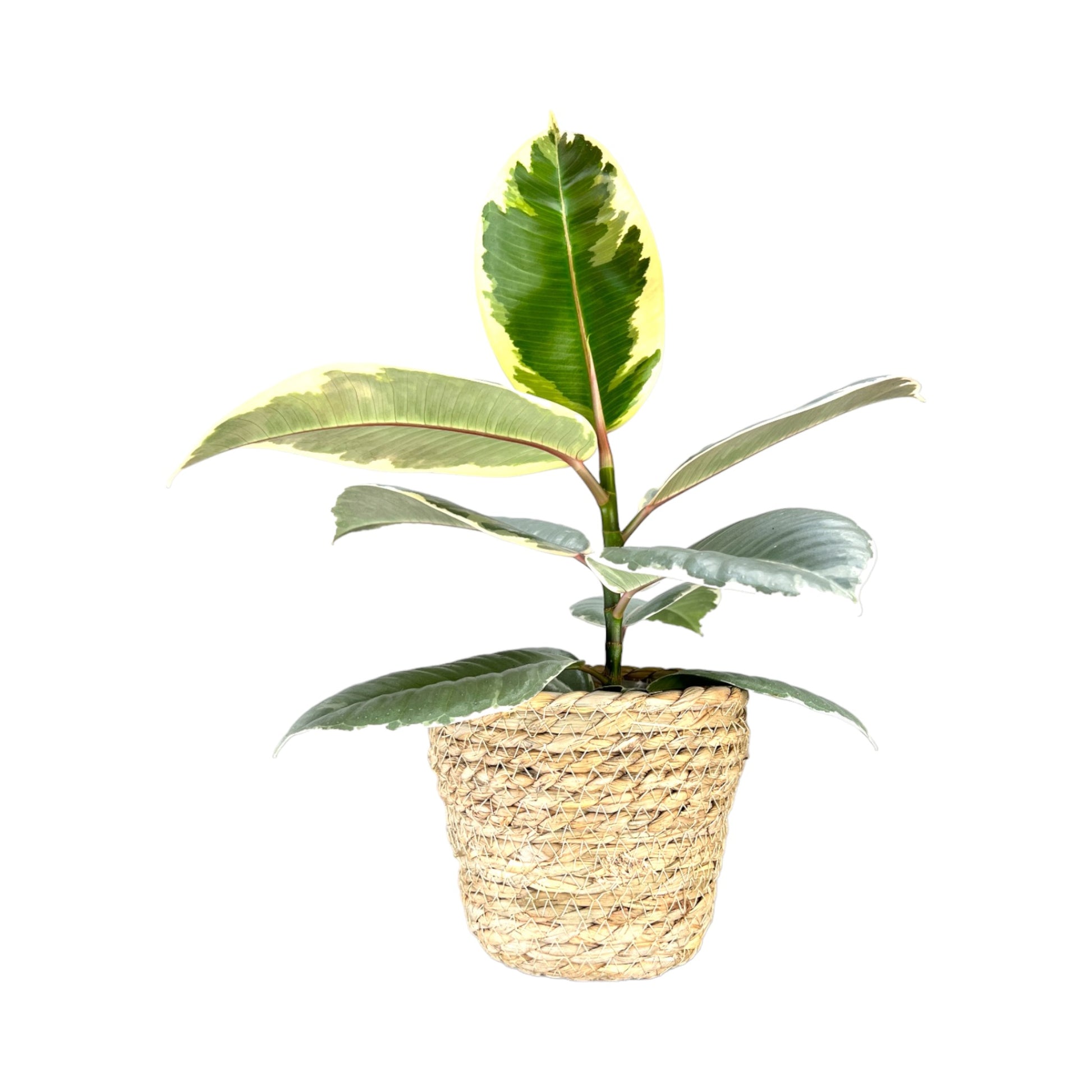 Ficus Elastica 12cm Tineke in Basket - Green Plant The Horti House
