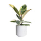 Ficus Elastica 12cm Mix in White Ceramic - Green Plant The Horti House