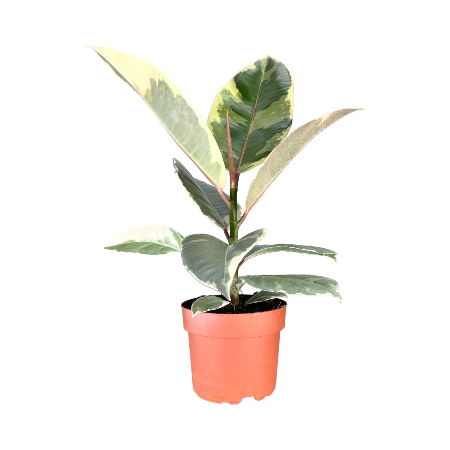 Ficus Elastica 12cm Tineke - Green Plant The Horti House