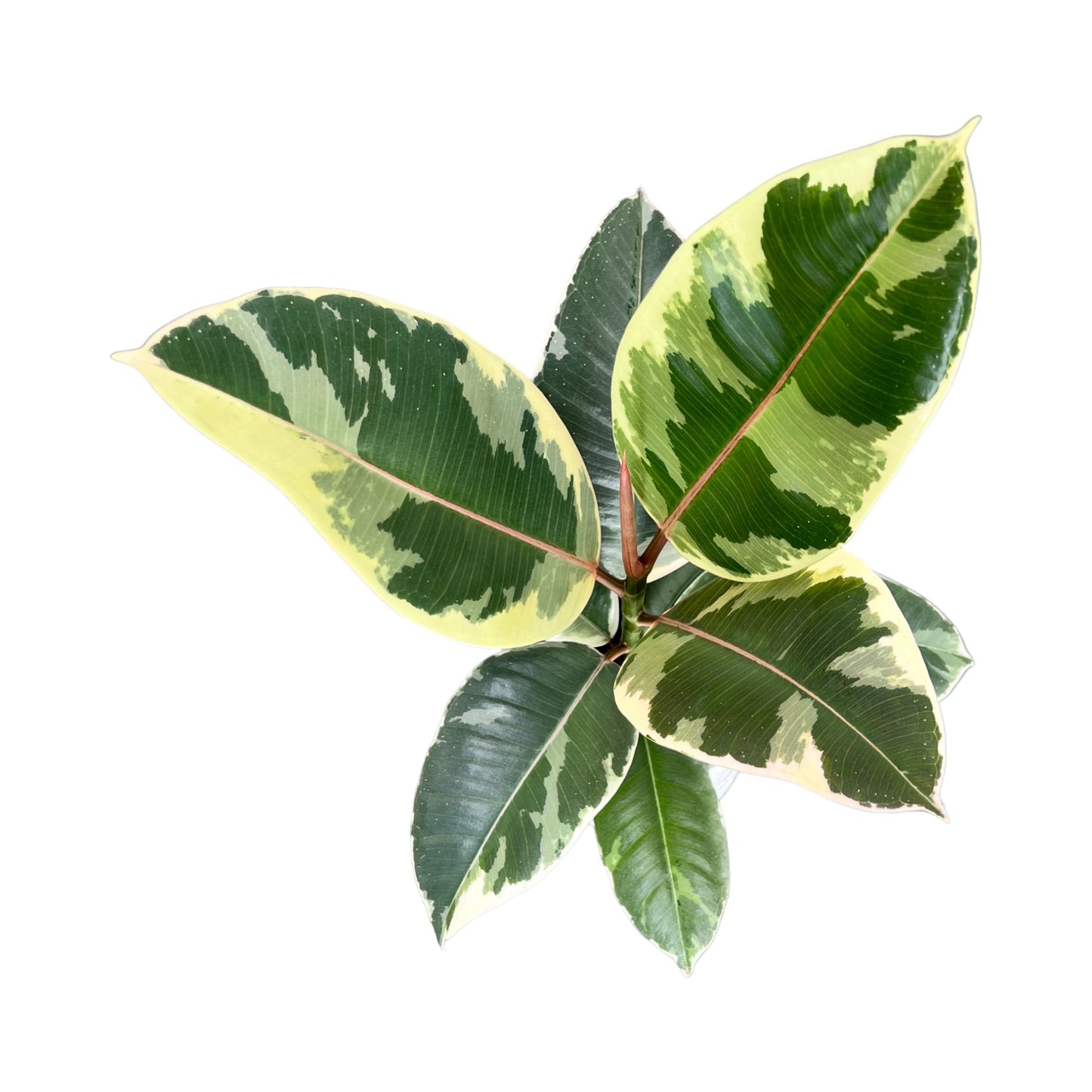 Ficus Elastica 12cm Mix in Basket - Green Plant The Horti House