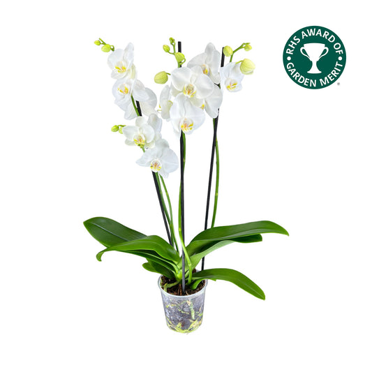 Triple Stem 12cm Orchid AGM 'Folkstone'
