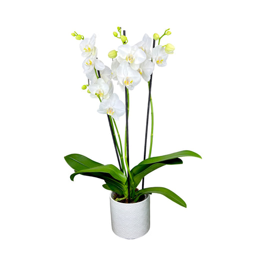 Triple Stem 12cm Orchid AGM 'Folkstone'- in ceramic