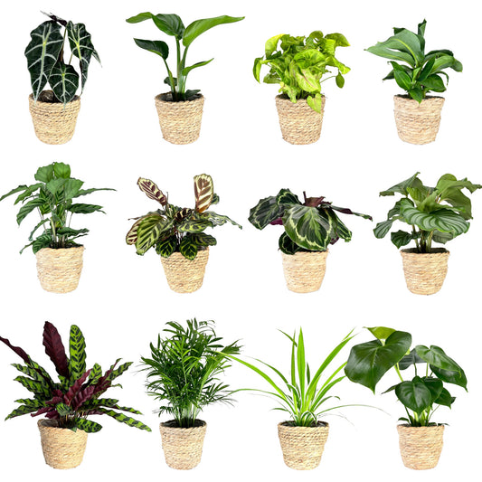 Green Plant Mix in Basket 12cm - Green Plant The Horti House