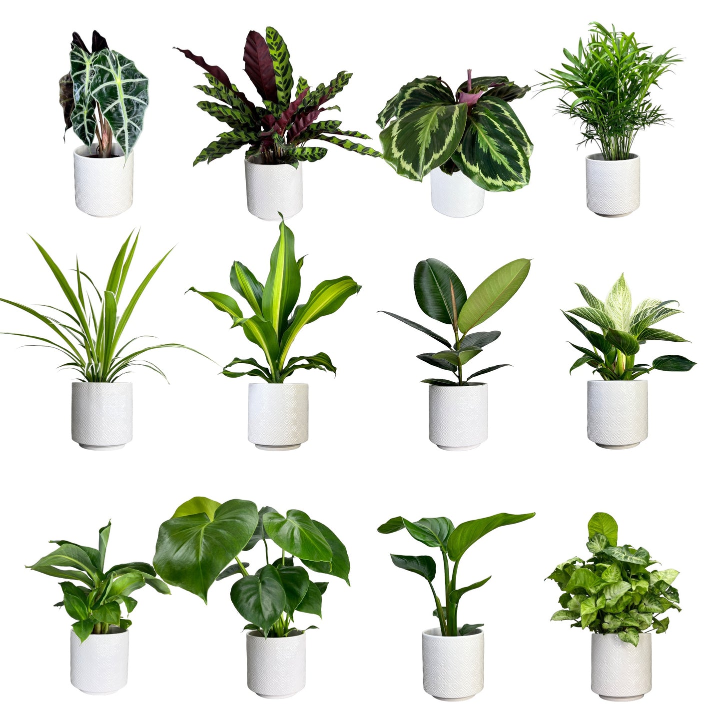 Green Plant Mix in Ceramic 12cm - Green Plant The Horti House