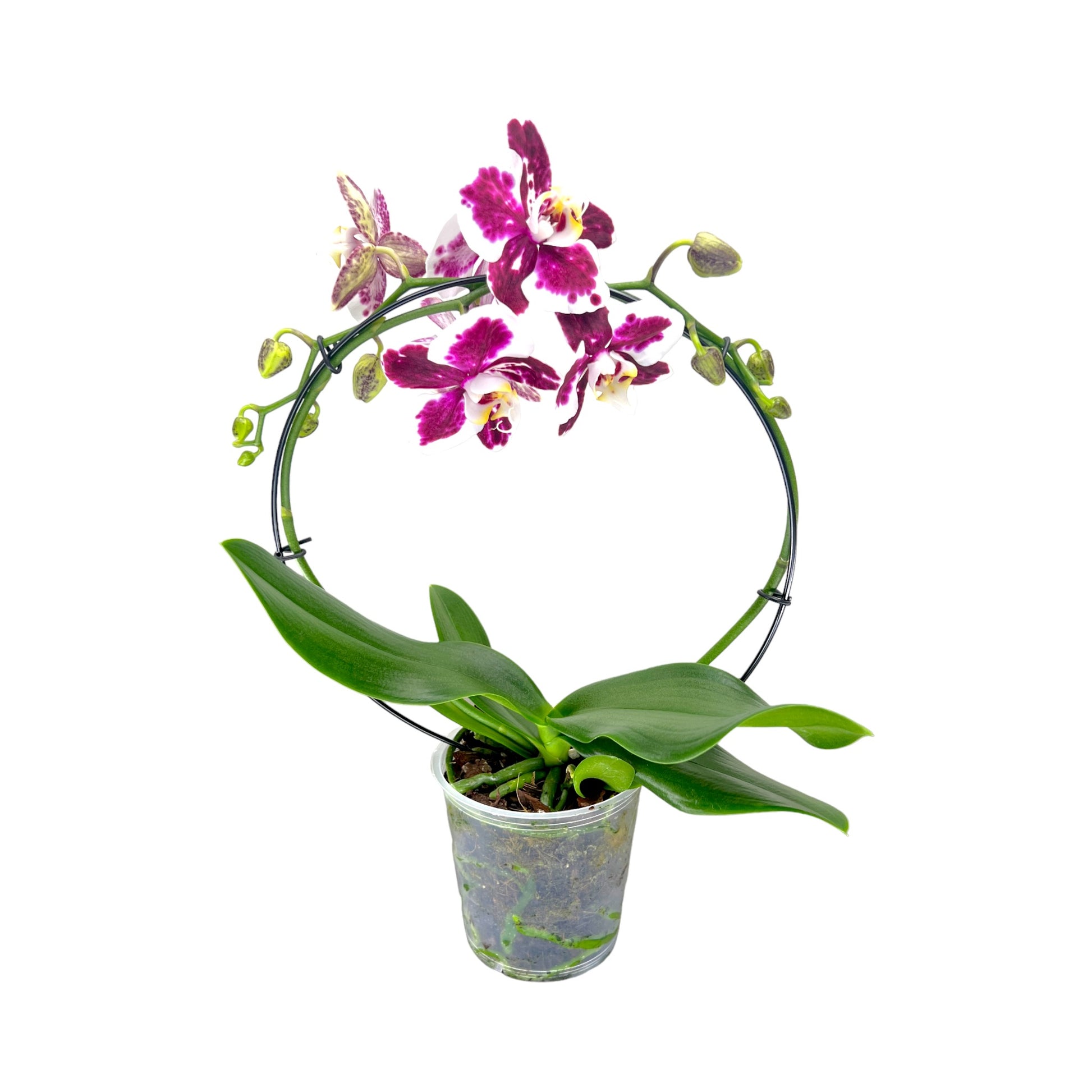 Hooped Orchid 12 cm Mixed Colour - Orchid The Horti House