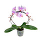 Hooped Orchid 12 cm Mixed Colour - Orchid The Horti House