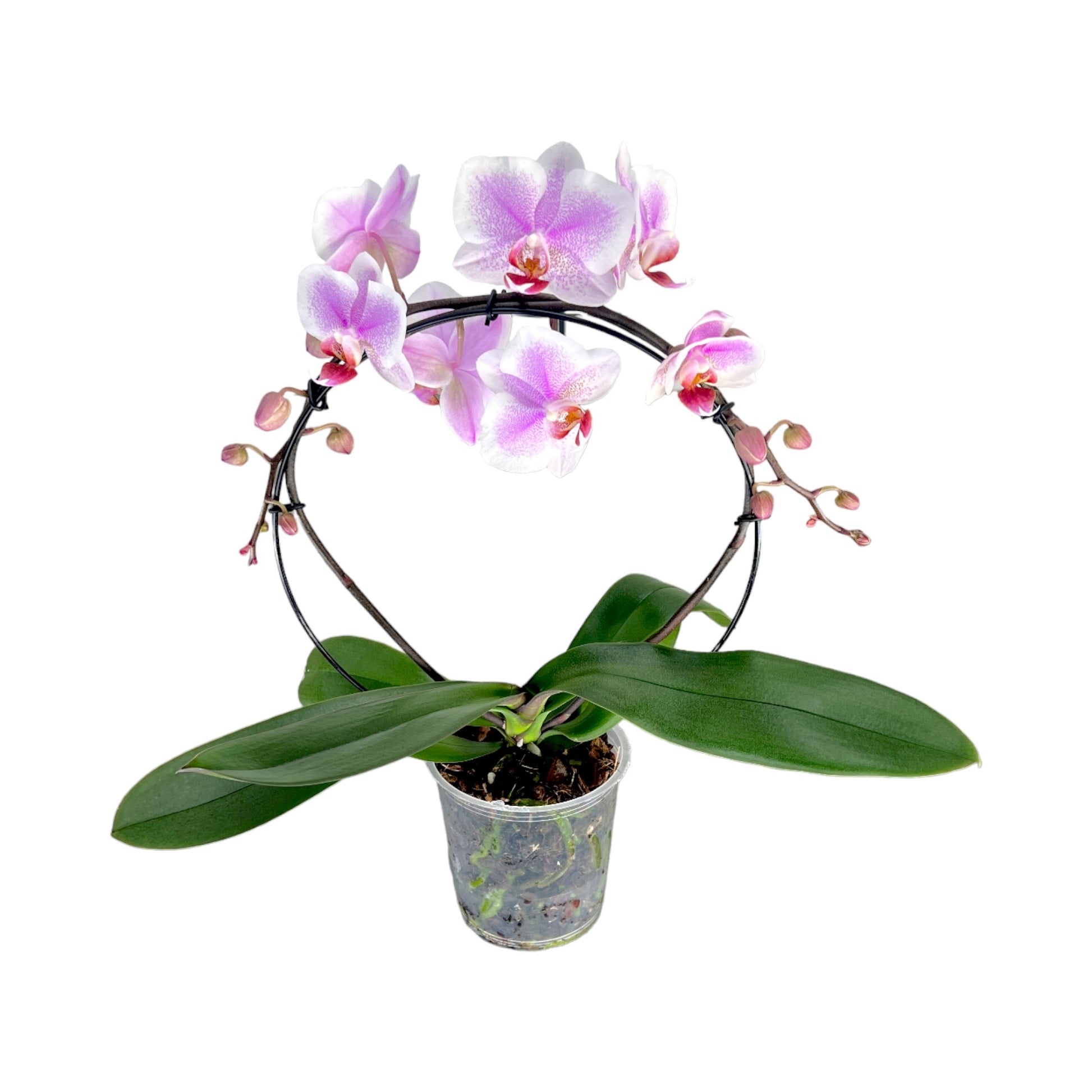 Hooped Orchid 12 cm Mixed Colour - Orchid The Horti House