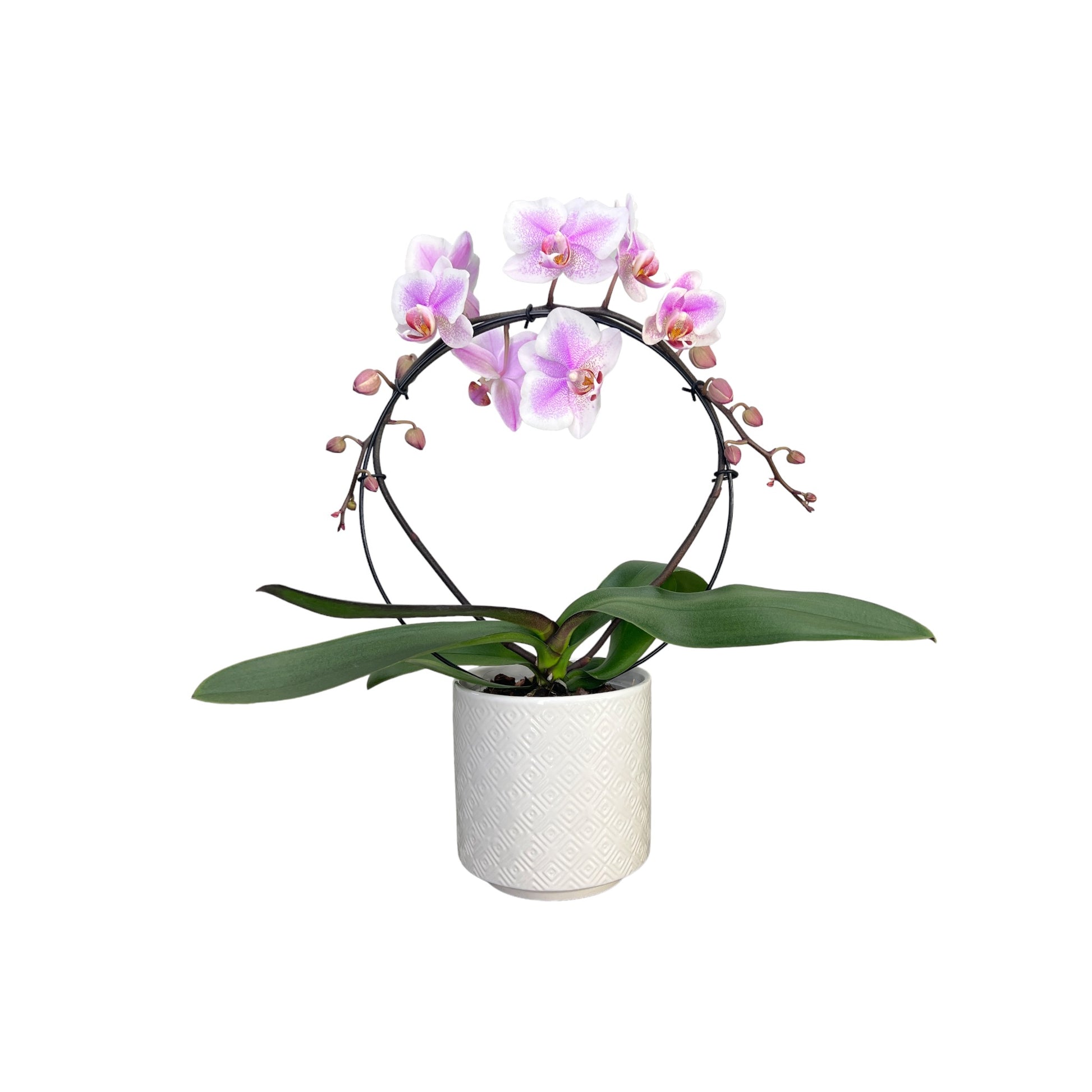Hooped Orchid 12 cm in Ceramic Mixed Colour - Orchid The Horti House