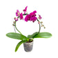 Hooped Orchid 12 cm Mixed Colour - Orchid The Horti House