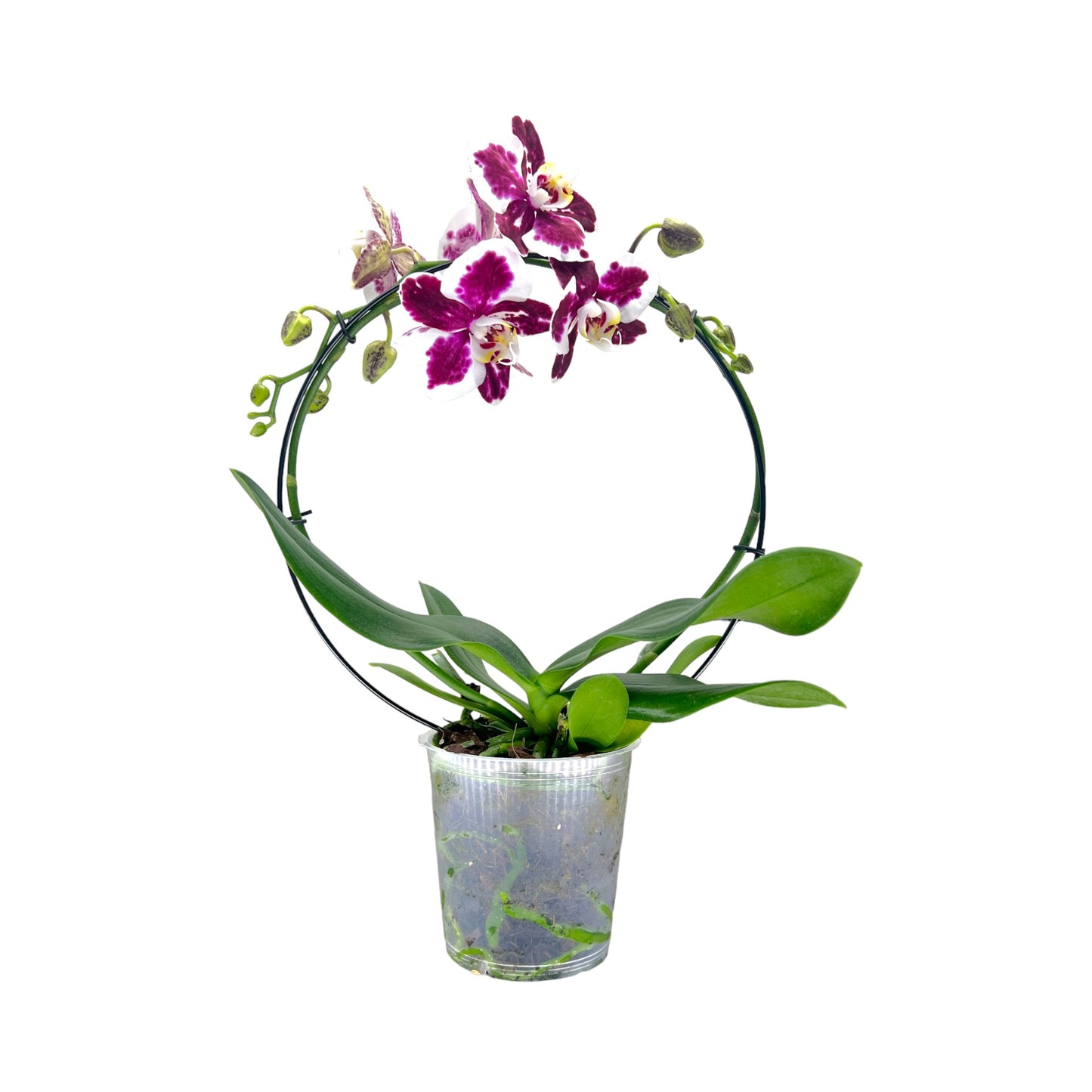 Hooped Orchid 12 cm Mixed Colour - Orchid The Horti House