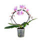 Hooped Orchid 12 cm Mixed Colour - Orchid The Horti House