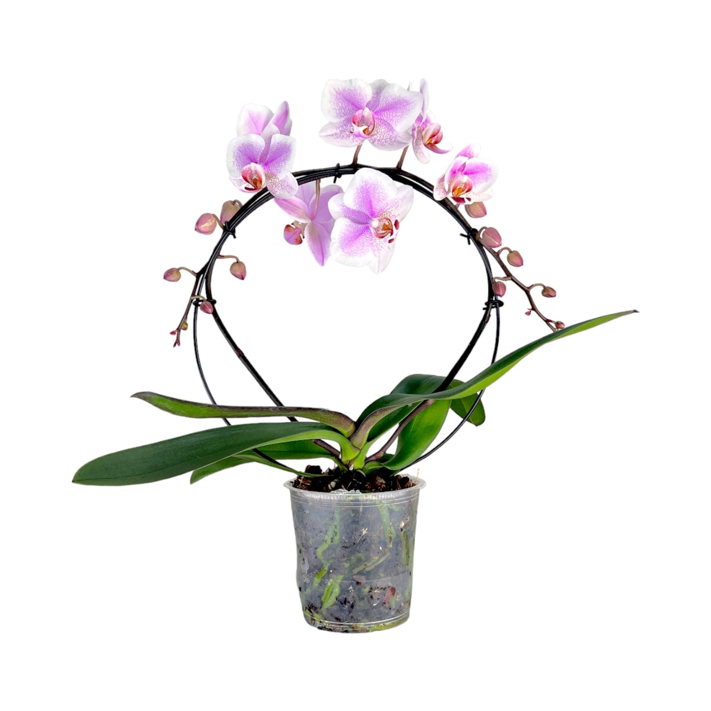 Hooped Orchid 12 cm Mixed Colour - Orchid The Horti House
